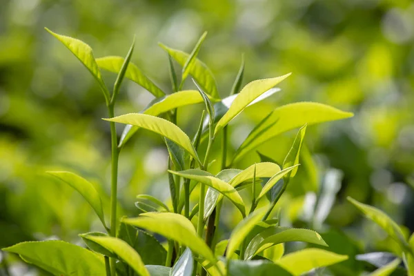 depositphotos_231022754-stock-photo-young-green-leaves-leaf-bud